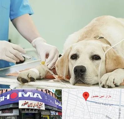 دامپزشک جراح در امین حضور