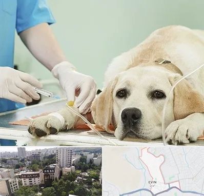 دامپزشک جراح در اوین