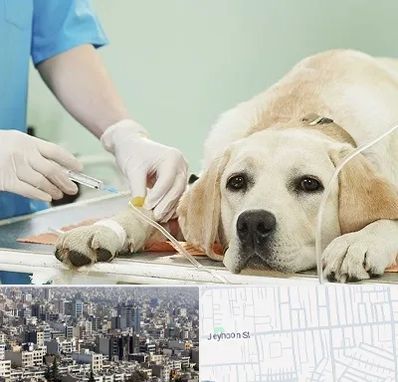 دامپزشک جراح در جیحون