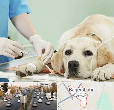 دامپزشک جراح در باقرشهر