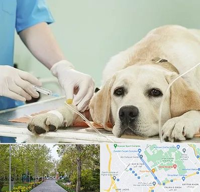 دامپزشک جراح در قدوسی غربی شیراز