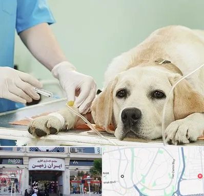 دامپزشک جراح در ایران زمین
