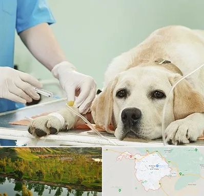 دامپزشک جراح در بهبهان