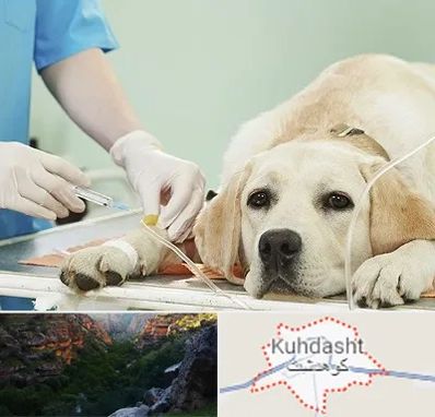 دامپزشک جراح در کوهدشت