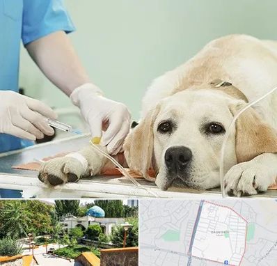 دامپزشک جراح در باغمیشه تبریز