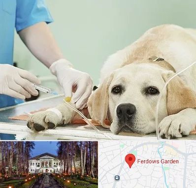دامپزشک جراح در باغ فردوس