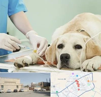 دامپزشک جراح در نواب اسلامشهر