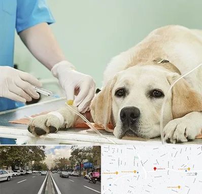 دامپزشک جراح در دولت