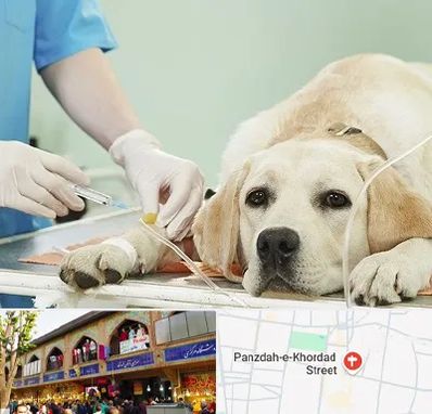 دامپزشک جراح در 15 خرداد