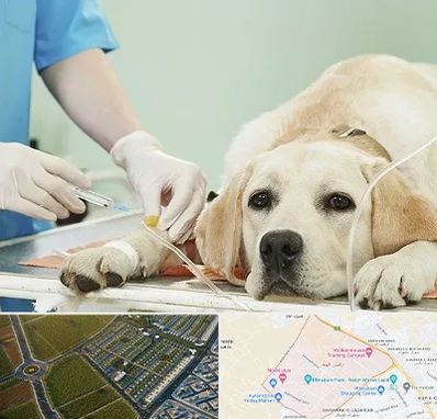 دامپزشک جراح در الهیه مشهد