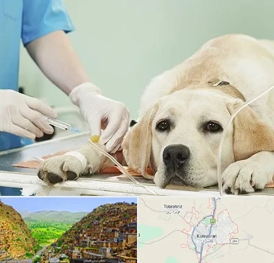 دامپزشک جراح در کامیاران
