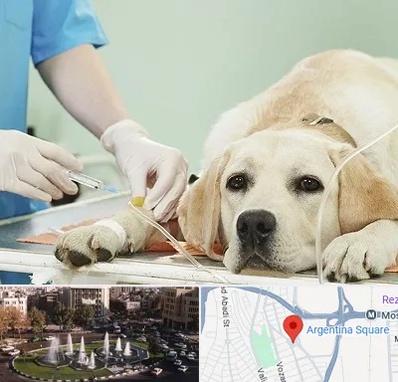 دامپزشک جراح در آرژانتین