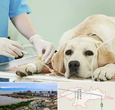دامپزشک جراح در بندر ترکمن