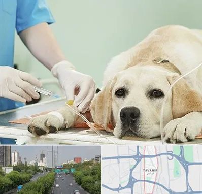 دامپزشک جراح در توانیر