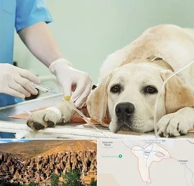 دامپزشک جراح در اسکو