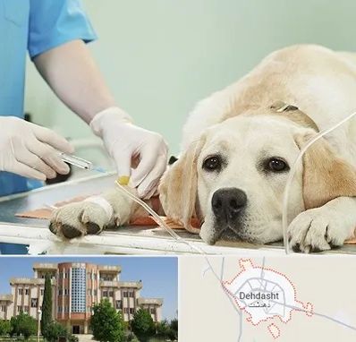 دامپزشک جراح در دهدشت