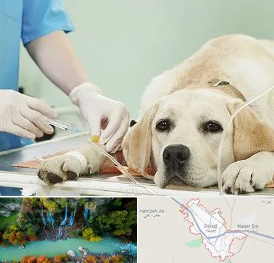 دامپزشک جراح در دورود