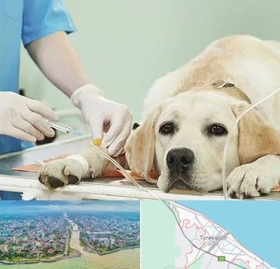 دامپزشک جراح در تنکابن