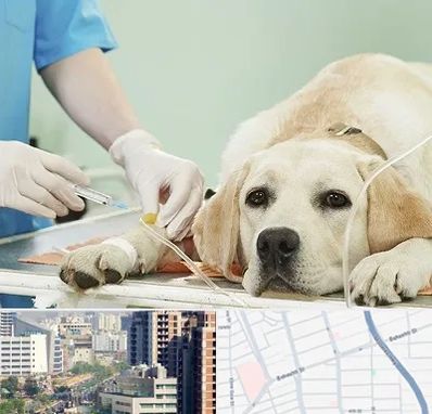 دامپزشک جراح در خیابان بهشتی