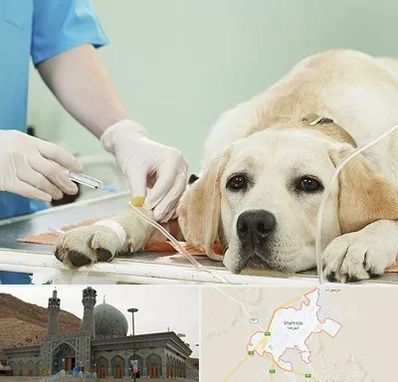 دامپزشک جراح در شهرضا