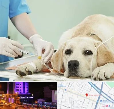 دامپزشک جراح در آبرسان تبریز