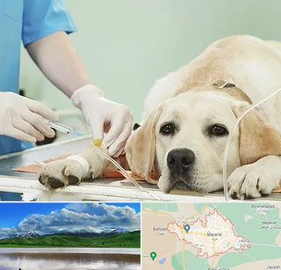 دامپزشک جراح در مرند