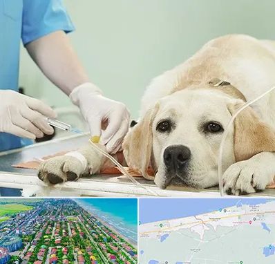 دامپزشک جراح در فریدونکنار