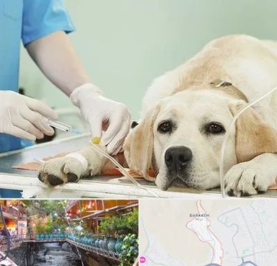 دامپزشک جراح در درکه