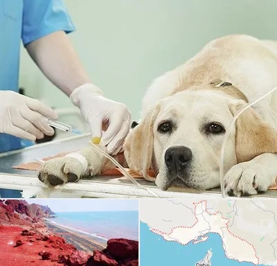 دامپزشک جراح در هرمزگان