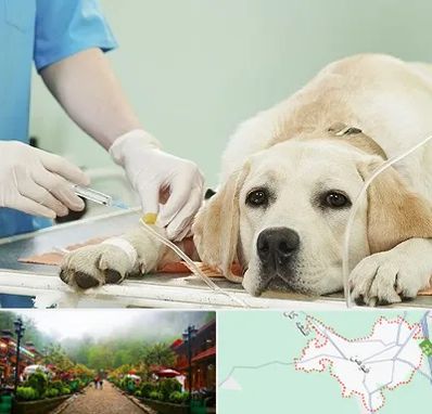 دامپزشک جراح در فومن