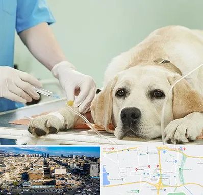 دامپزشک جراح در شهرک راه آهن