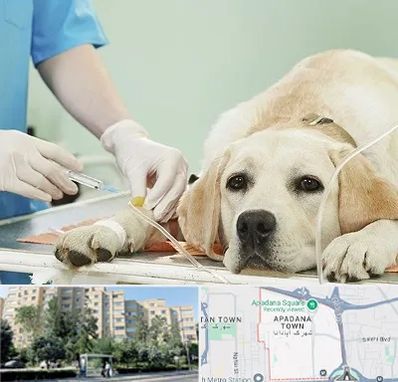 دامپزشک جراح در آپادانا