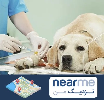 دامپزشک جراح در نزدیک من