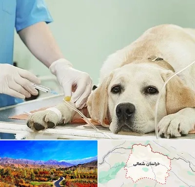 دامپزشک جراح در خراسان شمالی