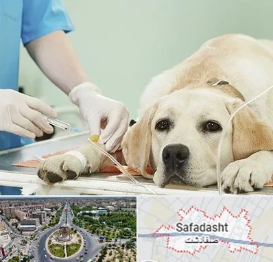 دامپزشک جراح در صفادشت