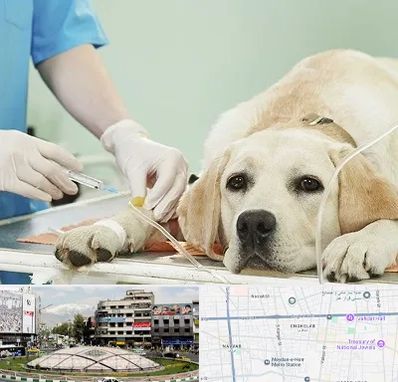 دامپزشک جراح در مرکز تهران