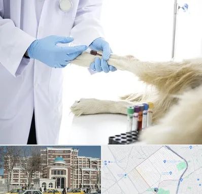 آزمایشگاه حیوانات در طلاب مشهد