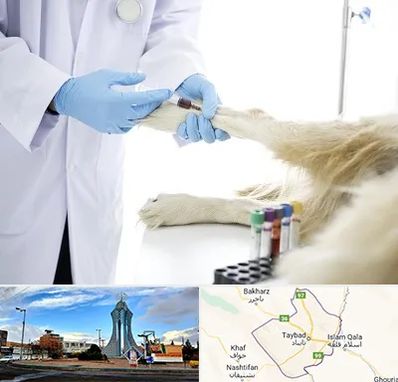 آزمایشگاه حیوانات در تایباد