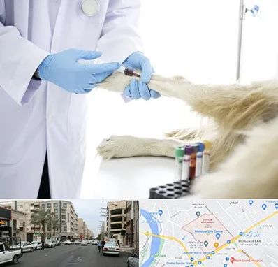 آزمایشگاه حیوانات در زیتون کارمندی اهواز