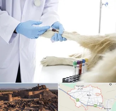 آزمایشگاه حیوانات در بم