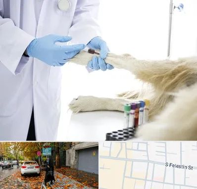 آزمایشگاه حیوانات در خیابان فلسطین