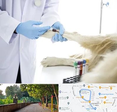 آزمایشگاه حیوانات در بلوار گیلان رشت