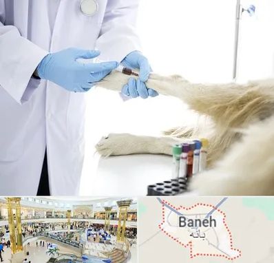 آزمایشگاه حیوانات در بانه