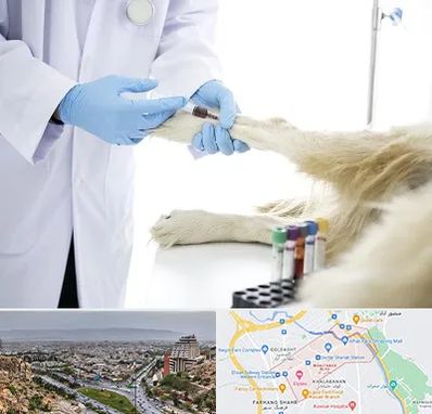 آزمایشگاه حیوانات در معالی آباد شیراز