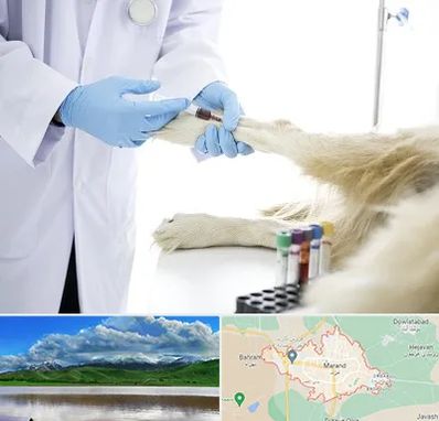 آزمایشگاه حیوانات در مرند