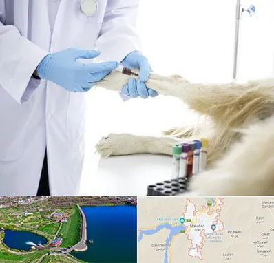 آزمایشگاه حیوانات در مهاباد