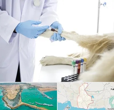 آزمایشگاه حیوانات در سیستان و بلوچستان