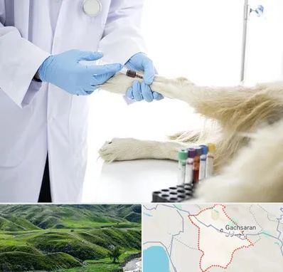 آزمایشگاه حیوانات در گچساران