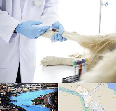 آزمایشگاه حیوانات در خرمشهر