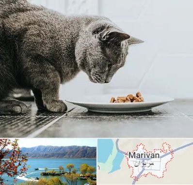 خرید غذای گربه در مریوان